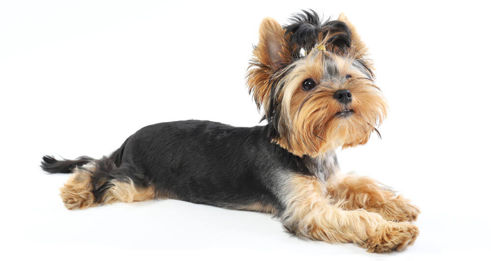 yorkie-with-docked-tail
