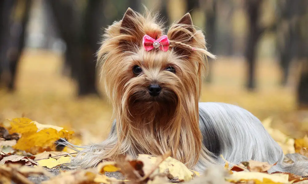 yorkshire-terrier-dog-gold-autumn-in-heat