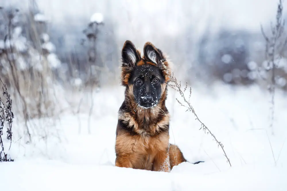 german-shepherd-puppy-with-double-coat-in-the-snow