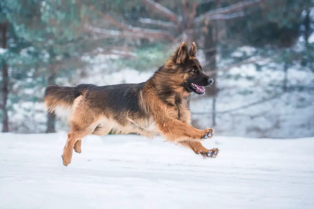 gsd-with-low-body-fat-is-running-in-the-snow