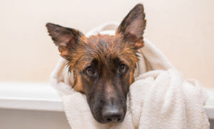 nice-german-shepherd-dog-takes-bath-with-shampoo