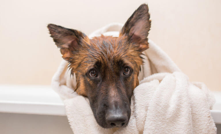 best-shampoo-for-german-shepherds-the-top-2022-guide