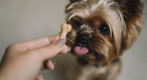 yorkshire-terrier-dog-eats-treat