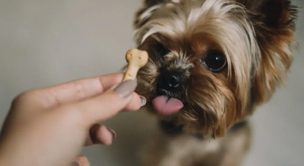 yorkshire-terrier-dog-eats-treat