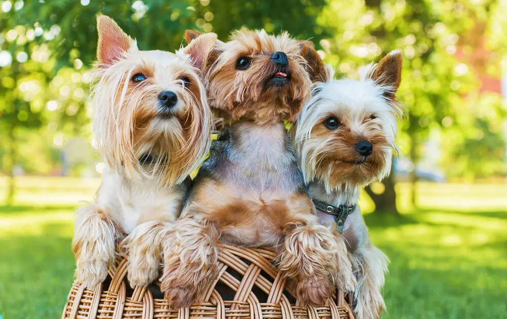 yorkshire-terriers-sitting-basket-outdoors-no-shedding