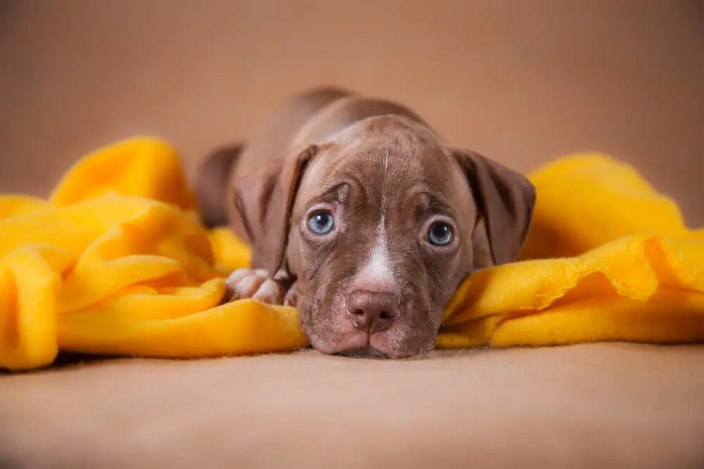 american-pit-bull-terrier-puppy