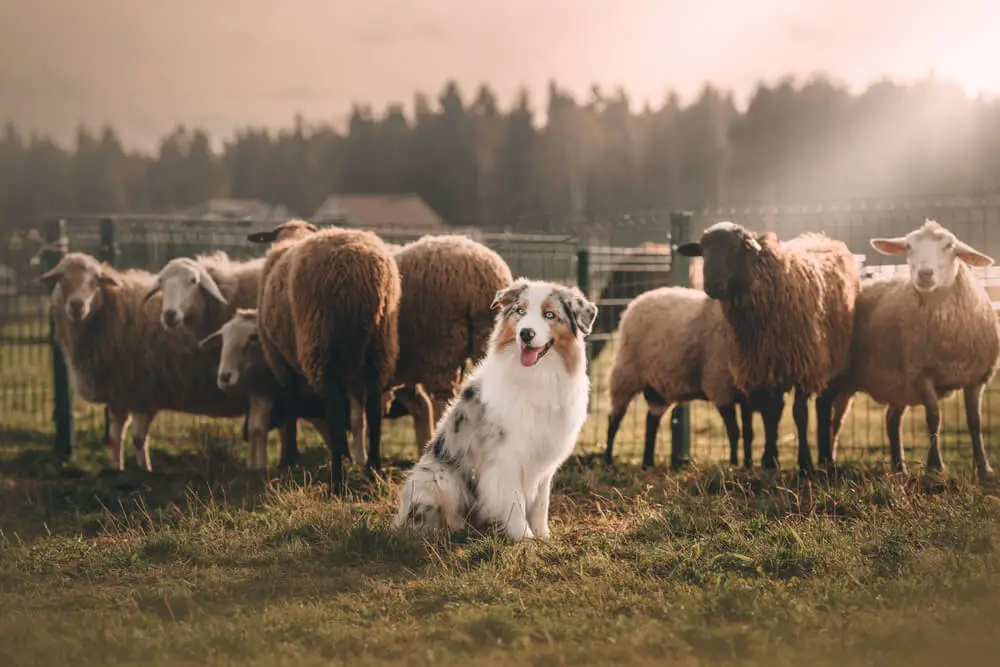 australian-shepherd-posing-herding