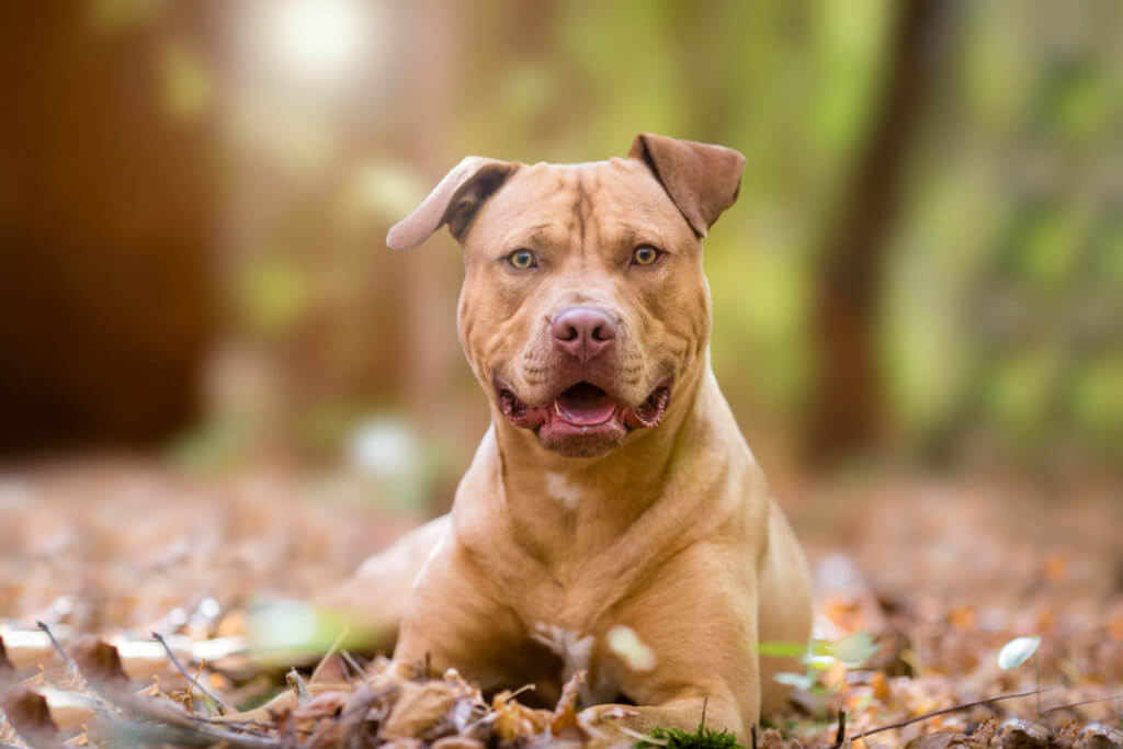 autumn-portrait-of-yellow-pitbull-terrier-dog