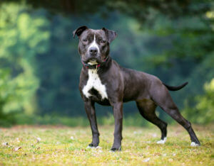 black-white-pit-bull-terrier