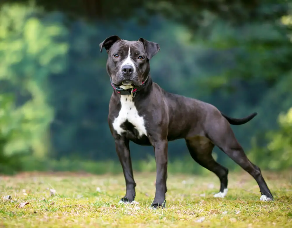 Are Pitbulls Hypoallergenic? Everything You Need To Know!
