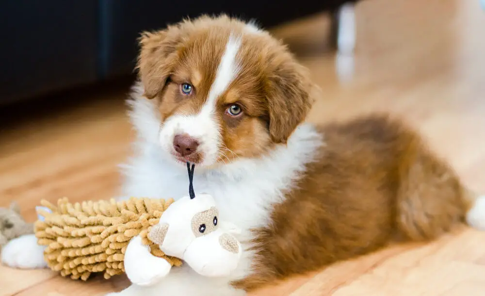 cute-puppy-australian-shepherd-playing-with-toys