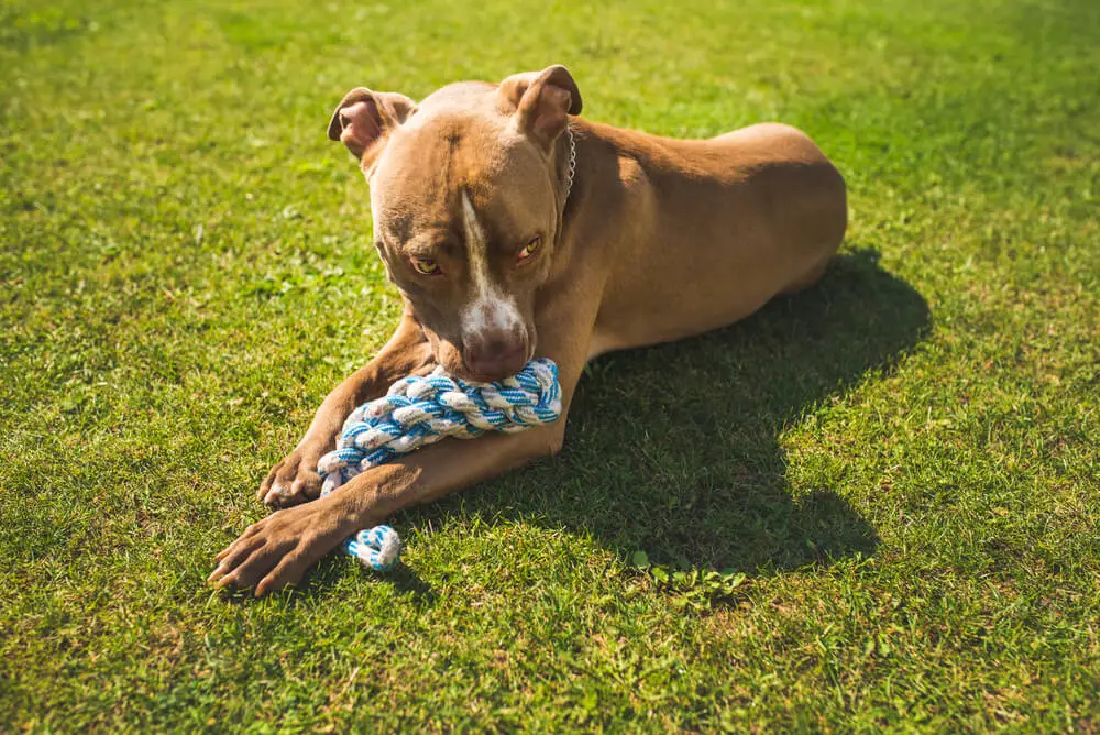 dog-american-staffordshire-terrier-amstaff-playing-with-toys