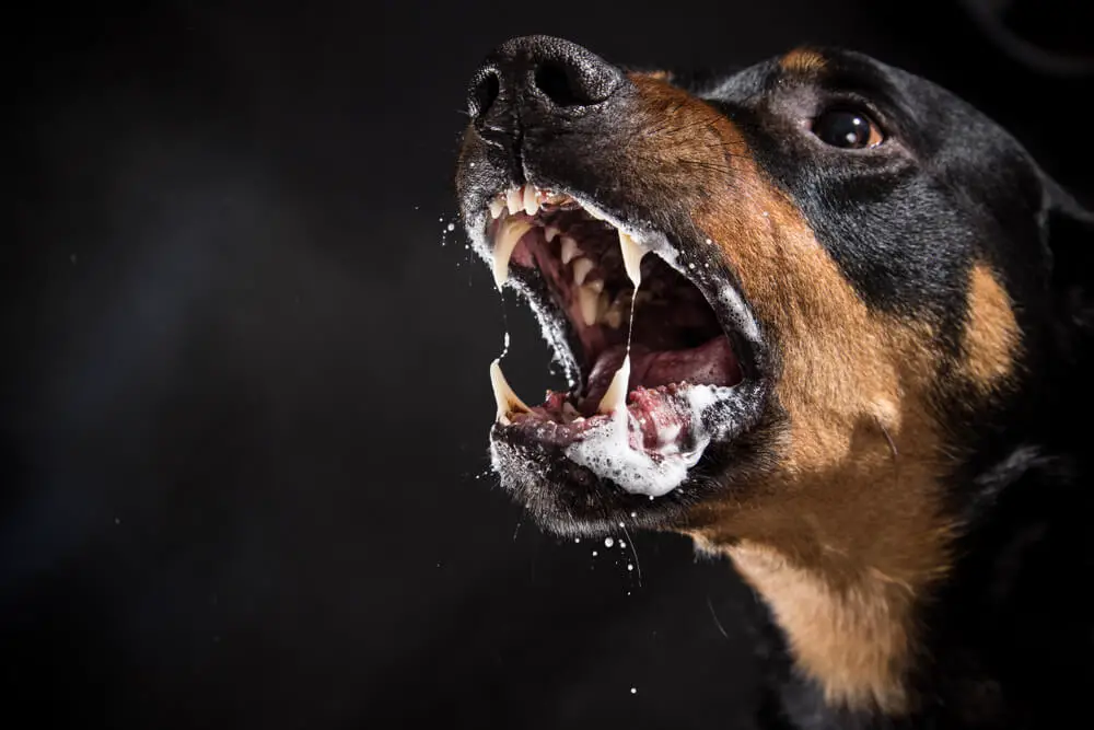 ferocious-rottweiler-barking-mad
