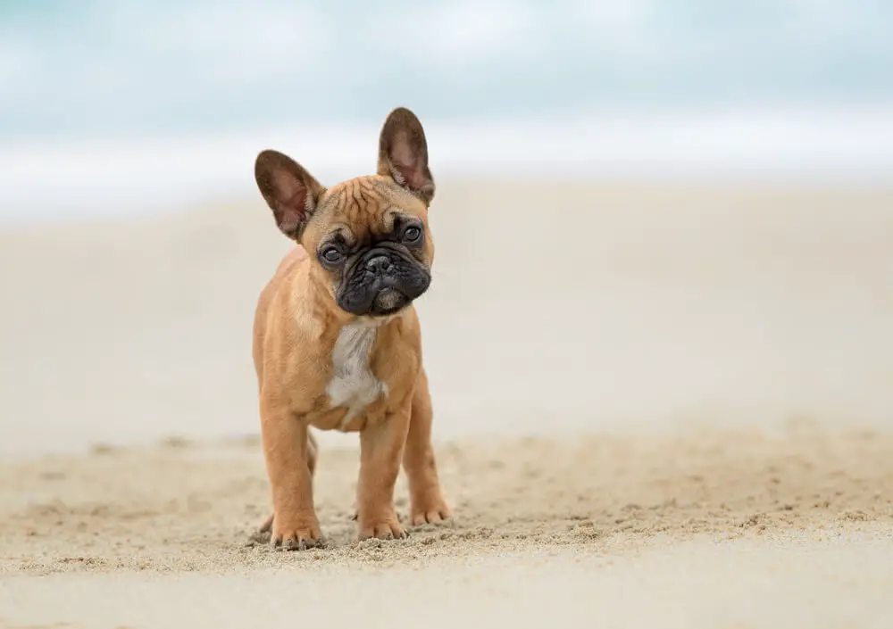 french-bulldog-puppy-playing-beach