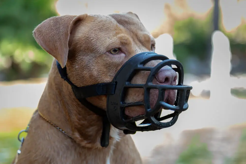 golden-pit-bull-terrier-black-leather-muzzle