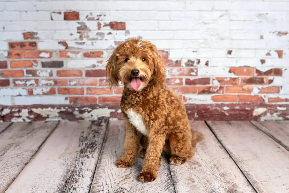 goldendoodle-puppy