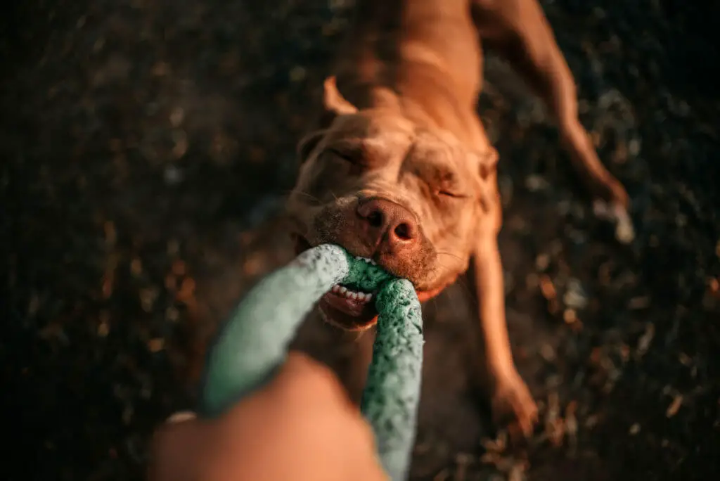 muscular American pit bull terrier dog tugging on a toy
