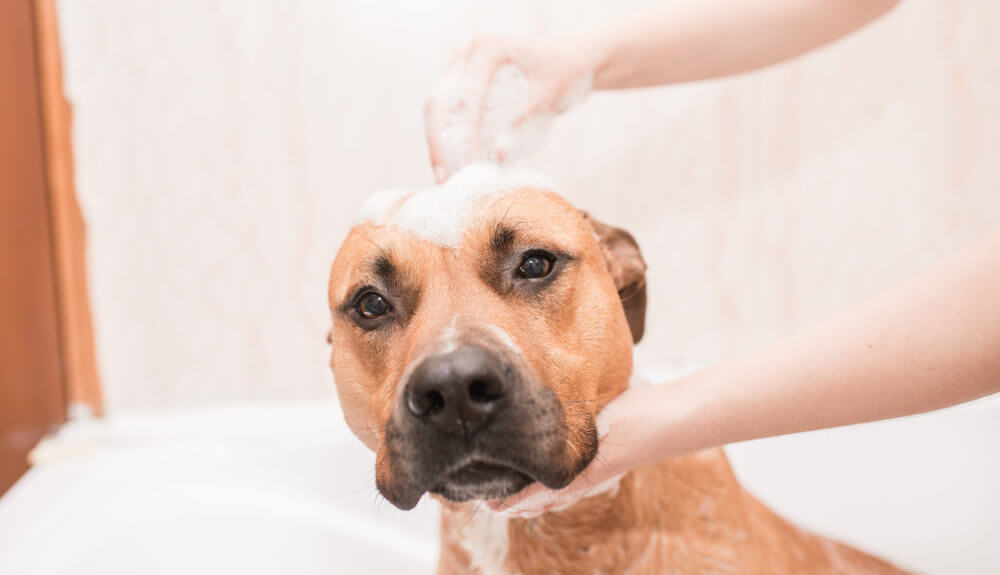 pit-bull-getting-bath-with-shampoo