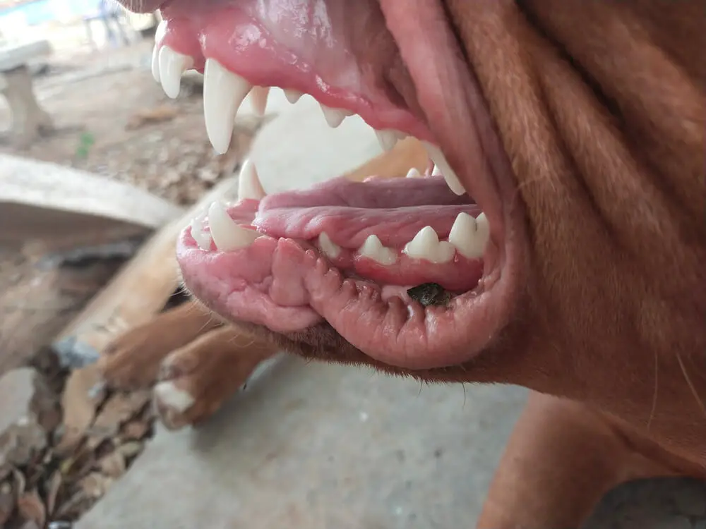 pit-bulls-mouth-open-with-teeth-has-pink-gums