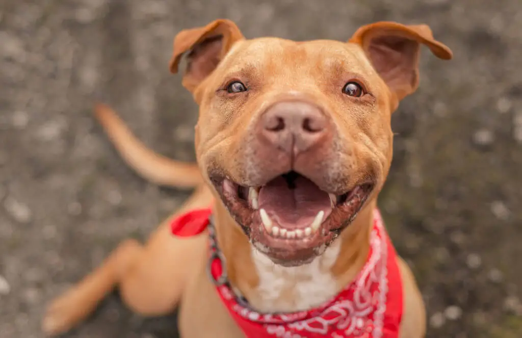 pitbull-with-beautiful-teeth-smiling