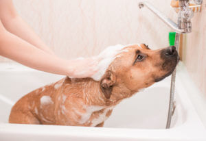 puppy-gets-bubble-pit-bull-bath-with-shampoo