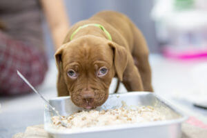 small-light-brown-pitbull-puppy-withered-face-eating-food