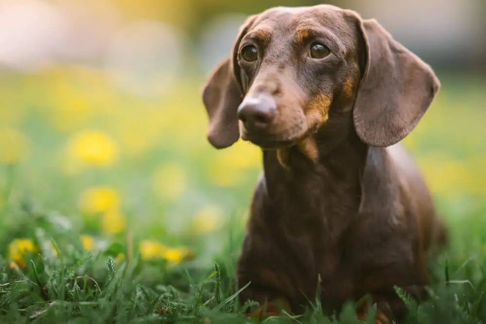 spring-portrait-brown-dachshund-defocused-green