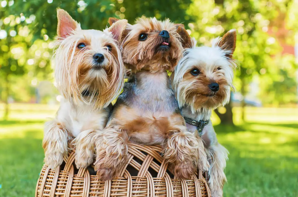 yorkshire-terriers-sitting-basket-outdoors