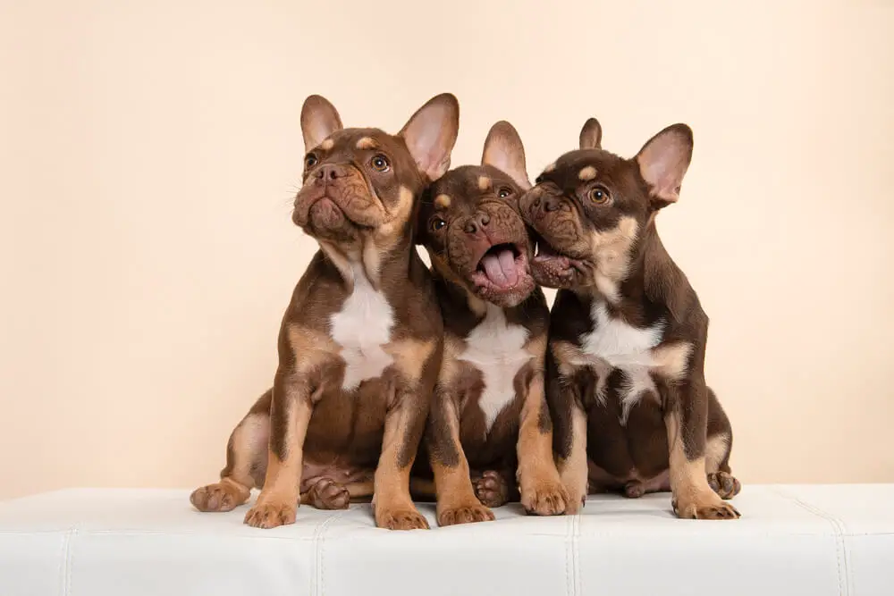 3-beautiful-and-cute-french-bulldog-puupies