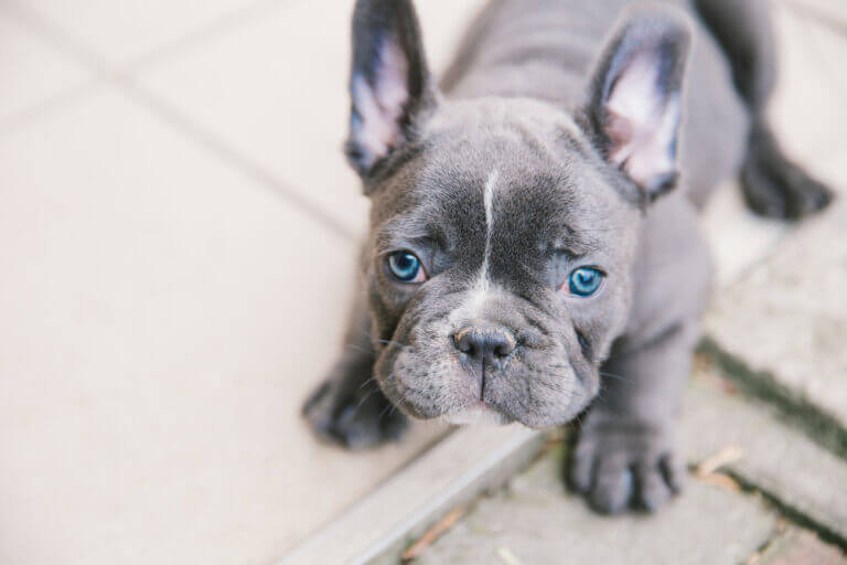 $10k For A Frenchie? Why Are French Bulldogs So Expensive?