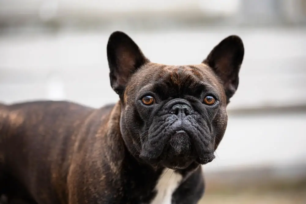 brown-frenchie