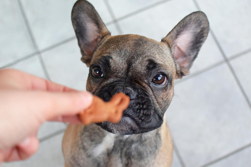 cute-french-bulldog-puppy-eating-dog-treats
