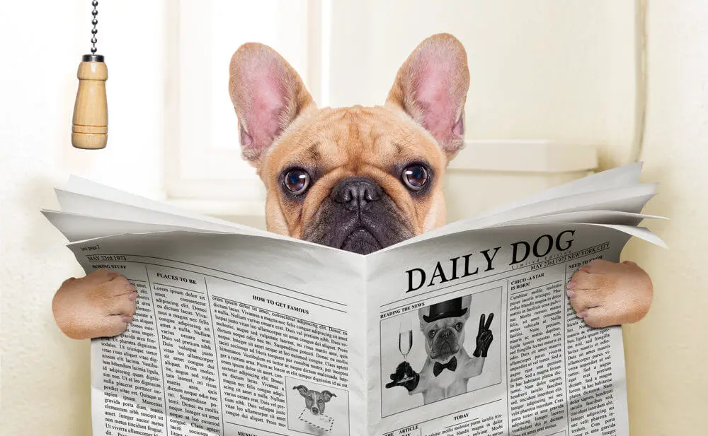 fawn french bulldog dog sitting on toilet and reading magazine good potty trainingit is a potty training