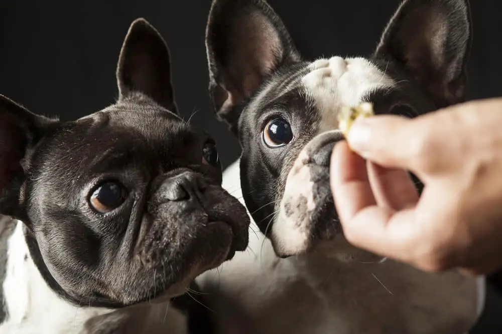 feeding-two-french-bulldogs-with-dog-treats