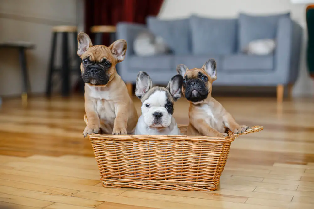 french-bulldog-puppies-with-different-colors-sitting-basket