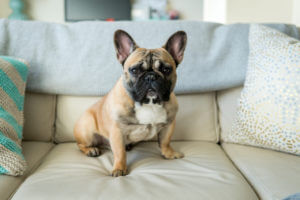 french-bulldog-wiht-c-sections-sitting-on-sofa
