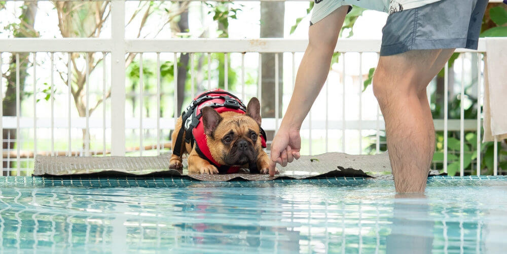 french-bulldog-with-life-jacket-when-swimming