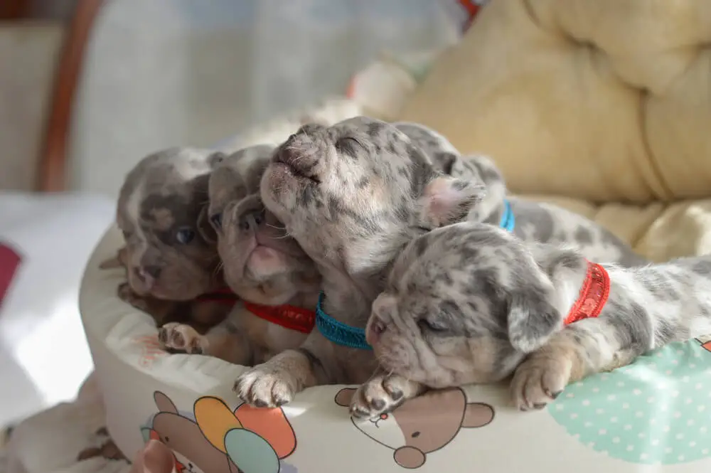 small-blue-merle-frenchies