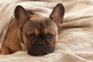 snout-sleepy-dog-french-bulldog-