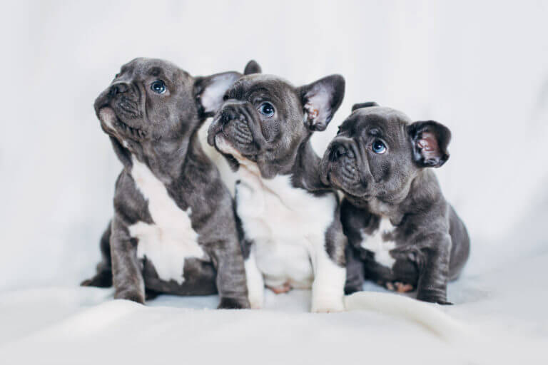 From Pup To Grownup: A French Bulldog Growth Chart