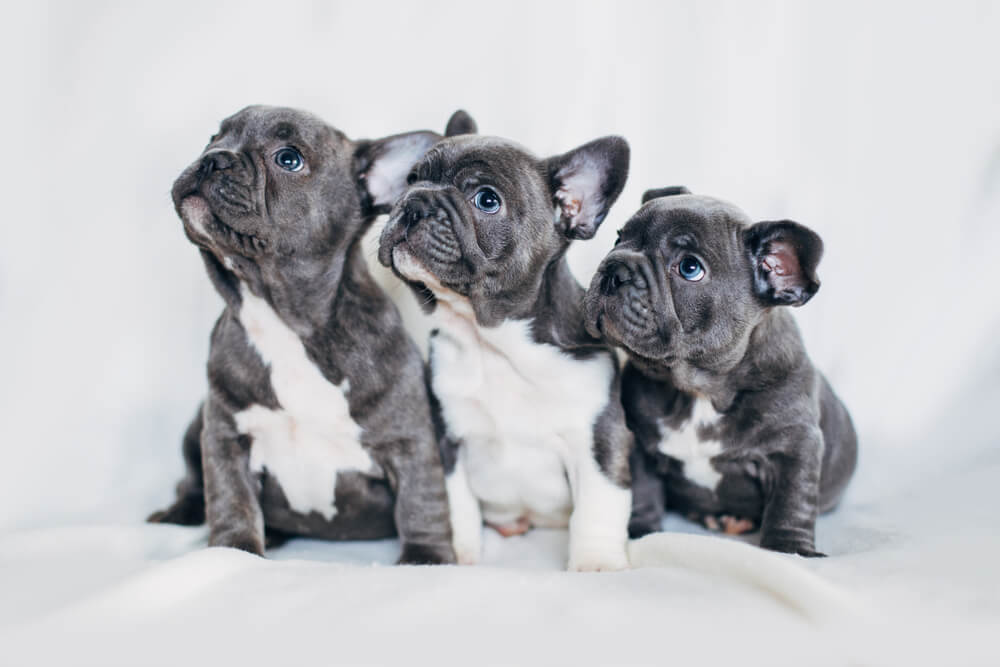 three-adorable-french-bulldog-puppies-they-are-growing-up