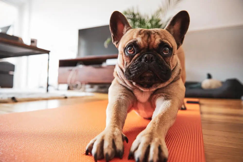 french-bulldog-puppy-stretching-on-yoga-mat