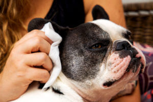 womans-hand-cleaning-her-french-bulldog