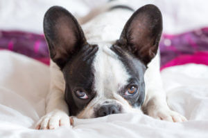 adorable-french-bulldog-puppy-wit-a-dry-nose-lying-bed