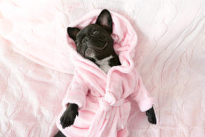 french bulldog in robe going into the heat period