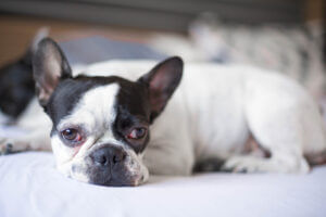 Little french bulldog dog with red swelling eyes