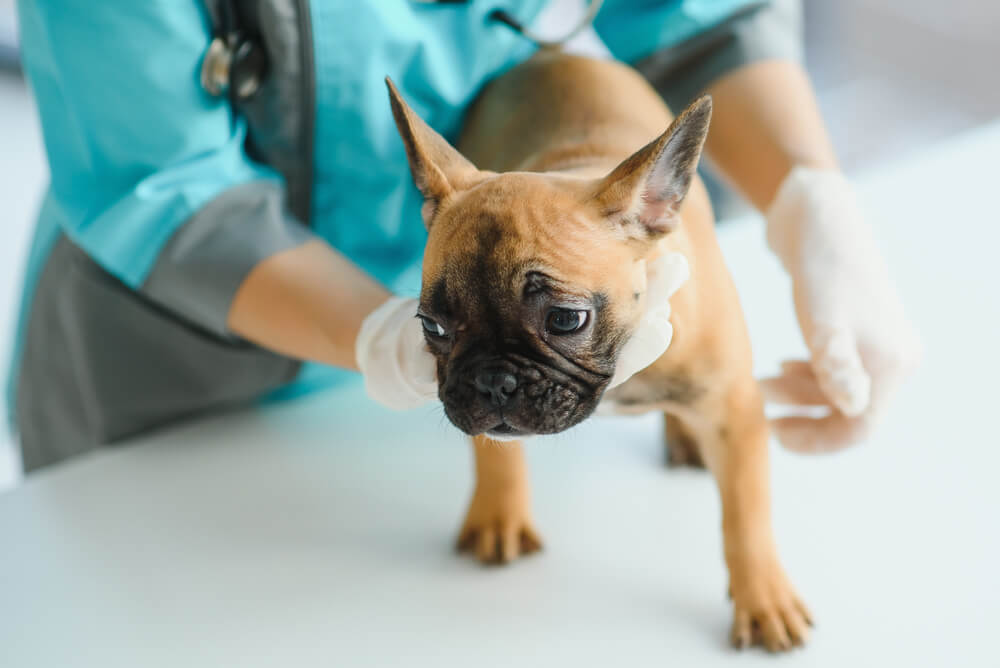 french-bulldog-with-a-back-pain-and-ivdd-at-the-clinic-with-veterinarian-doctor-at-vet-clinic
