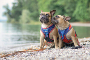 pair-french-bulldogs-with-sailor-dog-collars-and-harnesses