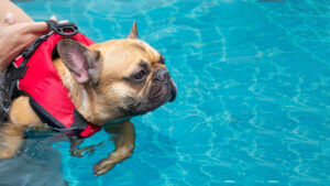Cute little fawn French Bulldog wearing red life jacket swimming