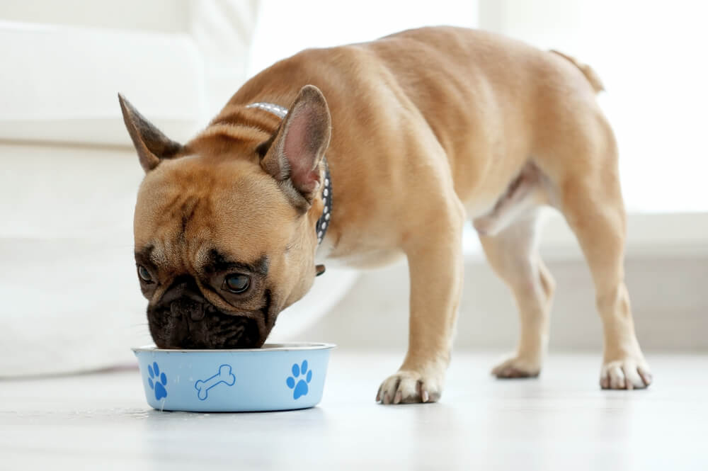 cute-frenchie-eating-dog-food